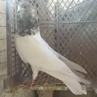 کفتر تهرانی نر و ماده کله ای پرشی|پرنده|برخوار, |دیوار