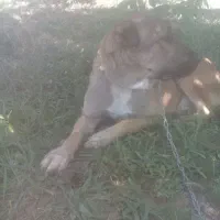 گمشده یابنده مژدگانی داده میشود ای|سگ|شازند, |دیوار