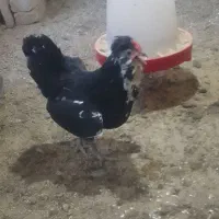 مرغ و خروس گلین
