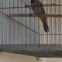 فنج سهره ،گلبسر|پرنده|کرمان, |دیوار