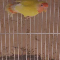 کوتوله برزیلی