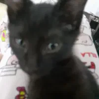 گربه رایگان