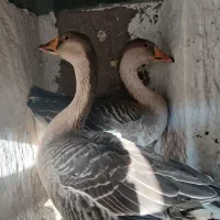 قوغاز اوکراینی.|حیوانات مزرعه|برخوار, |دیوار