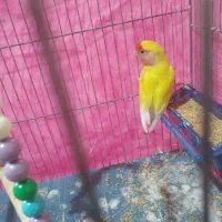 طوطی کوتوله رخ هلویی|پرنده|جیرفت, |دیوار