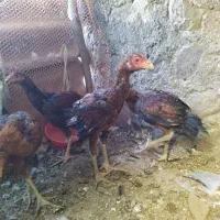 جوجه و خروس لاری ومرغ لاری|حیوانات مزرعه|تبریز, |دیوار