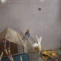 عروس هلندی نر و ماده