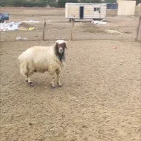 قوچ جوان