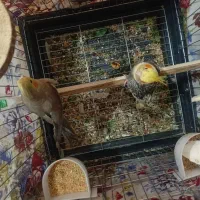 عروس هولندی|پرنده|نظرآباد, نظرآباد|دیوار