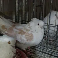 خرید و فروش انواع کبوتر  و خرگوش