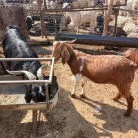 فروش بز آبستن سنگین چنتا ش تا هفت روزیکه میزایند