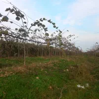 فروش باغ کیوی 330متری مسکونی