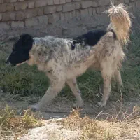 سلام خدمت دوستان فروش دوعدد توله بزرگ قدرجونی