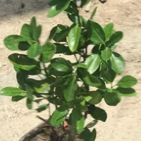 شمشاد سبز گلدانی ریشه پر با کیفیت فقط۲۰