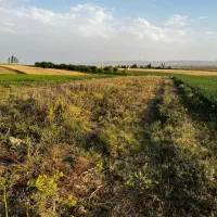 زمین برای کشاورزی احداث باغ،گلخانه،روستای کناوند