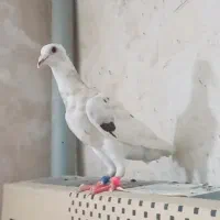 سار کله هما کاکلی جوانه