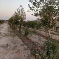 ۴۰۰ متر سند تک برگ