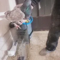 نر قارای تخت دم سفید|پرنده|نجفآباد, جعفرآباد|دیوار