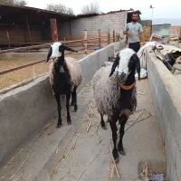 میش شال