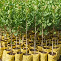 عرضه مستقیم بهترین ارقام نهال ژنوتیپ بدون واسطه|خدمات باغبانی و درختکاری|کرمانشاه, |دیوار