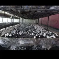 قارچ درجه یک