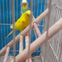 یک جفت مرغ عشق بسیار زیبا