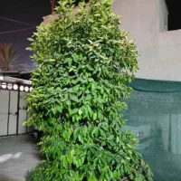 منزل مسکونی دو طبقه خیابان ولی عصر کوچه 27|فروش خانه و ویلا|جهرم, |دیوار