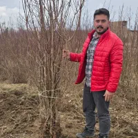 عرضه و فروش مـستقیم بادامـ|خدمات باغبانی و درختکاری|نیشابور, سرآب کوشک|دیوار