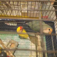 یک جفت کوتوله برزیلی اوازخوان نروماده