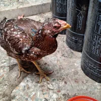 فروش مرغ لاری