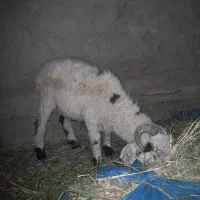 یک عدد بره نر سرشاخ دار مناسب داشت کشتن