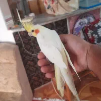 تعدادطوطی عروس