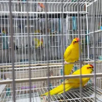 عروس.فنچ.مرغ عشق. رزیلا.طوطی|پرنده|بندرعباس, |دیوار
