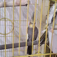 سه عدد عروس هلندی همراه قفس با نردبون و جای غذا