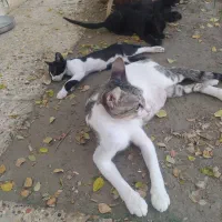 واگذاری گربه خانگی رایگان