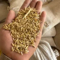 جو بش بذری|عمده‌فروشی|شیراز, شهرک صنعتی شیراز|دیوار