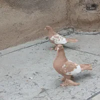 کفتر|پرنده|تبریز, |دیوار