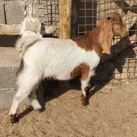 بزغاله پاکستانی دوقل زا|حیوانات مزرعه|هفدر, |دیوار