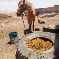 اسب|اسب و تجهیزات اسب‌سواری|نیشابور, خیام|دیوار