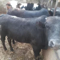 گوساله خیلی چاق  نر و ماده