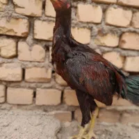 جوجه مرغ و خروس|حیوانات مزرعه|سبزوار, قصبه غربی|دیوار