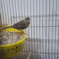 قناری سبز ماده جفتی|پرنده|خرمآباد, |دیوار