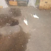 کبوتر فروشی