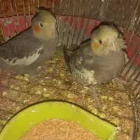 عروس هلندی