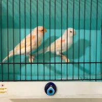 قناری موزایک جفت|پرنده|تبریز, |دیوار