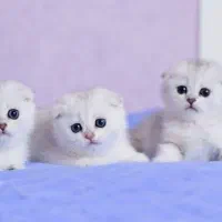 گربه اسکاتیش های زیبا رنگ سفید|گربه|تهران, پونک|دیوار