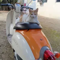 هوندا پاکشتی اسکوپی