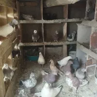 کبوتر