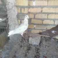 نروماده منز|پرنده|شیراز, زرهی|دیوار