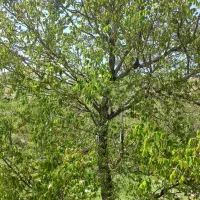 باغ-روستای-ایوند