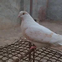 کبوترکله ماهروشکار معاوضه